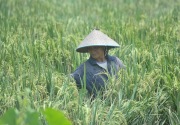 Produksi padi di Maluku Utara mencapai 32.500 ton