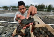 Polisi gagalkan penyelundupan 2.609 kepiting ke Malaysia