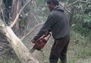 Polri tangkap 150 orang tersangka illegal logging