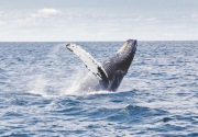 Jepang akan kembali lakukan perburuan paus komersial