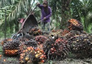 Ekonomi di luar Jawa belum tumbuh signifikan