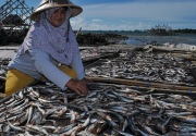 Produksi ikan nasional naik