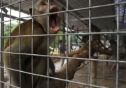 Dinas Kehutanan DKI desak pemerintah pusat tutup sekolah topeng monyet