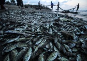 Pakar: Sumber pangan di laut terancam akibat perubahan iklim