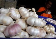 Harga bawang putih tembus Rp100.000/Kg, DKI Jakarta siap impor