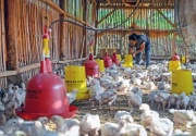 Pinsar: Kebijakan pemerintah telat, bisnis ayam potong sekarat 