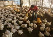 Menteri Pertanian sinyalir ada permainan harga ayam