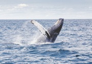 Pertama dalam 30 tahun, Jepang kembali berburu paus komersial