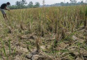 6.203  hektare sawah di Banten terancam gagal panen 