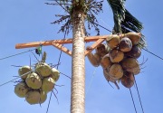 Hilirisasi kelapa belum tergarap baik