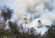 Polisi tangkap pembakar hutan dan lahan di Riau