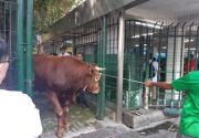 Di Masjid Istiqlal, Jokowi kurban sapi limosin 1,7 ton