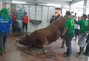 Masjid Istiqlal percepat penyembelihan hewan kurban
