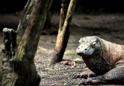 Bakal ditutup, Bagaimana nasib suku Komodo di Pulau Komodo?
