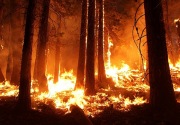 Presiden Brasil salahkan LSM atas kebakaran Hutan Amazon