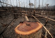 Kebakaran Hutan Amazon, Leonardo DiCaprio galang US$5 juta
