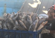 Indonesia berpotensi tingkatkan ekspor ikan ke AS