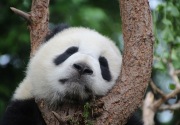 Panda mati di Thailand, warganet China berang