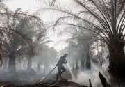Bank Dunia: Kerugian akibat kebakaran hutan Indonesia capai Rp72,95 T