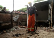 Petugas Damkar evakuasi sanca dan kobra dari kantor P2TP2A