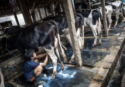 Indonesia defisit susu 7,5 juta liter per tahun