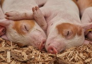 China larang impor babi dari Indonesia