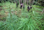 Polisi kejar penanam ganja di hutan Gunung Guntur