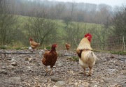 Jerman laporkan kasus flu burung H5N8