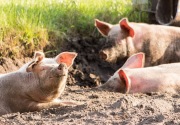 47.143 ekor babi mati di Sumut akibat demam babi Afrika