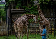 Kemenkes minta petugas kebun binatang terapkan physical distancing