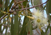 Uji in vitro: 60-80% corona mati dengan eukaliptus
