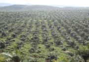 Kesejahteraan petani kelapa sawit rendah