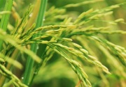Produksi padi diprediksi turun akibat konversi lahan
