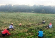 Kulon Progo mulai budi daya bawang merah ramah lingkungan