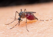 Angka kasus DBD dan malaria di Jatim masih tinggi