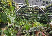 'Seumur jagung', bisnis florikultura Bogor tembus pasar ekspor