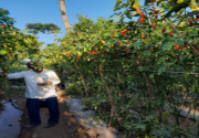 Petani Sumedang kembangkan cabai Mhanu, tinggi capai 2 meter
