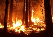 California berlakukan keadaan darurat kebakaran hutan
