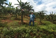 Pandemi, petani buah naga Kutai Kartanegara kembali berproduksi