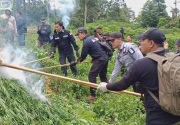 Polri musnahkan 10 hektare ladang ganja di Aceh Besar