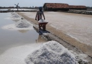 Kemenko Marves sebut ada 3 kendala kembangkan garam dalam negeri