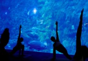 Yoga akuarium, persembahan terbaru Hong Kong Ocean Park