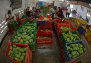 Tren produksi buah-buahan lokal meningkat  