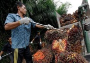 Produksi minyak sawit Indonesia telah menunjukkan pemulihan