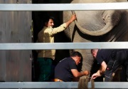 Rumah baru untuk gajah Pakistan yang kesepian