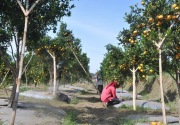 Integrasi TSP Balitjestro-agroeduwisata topang ekonomi bangsa