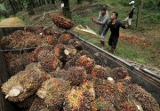 Soal sawit, Indonesia akan lebih offensive hadapi Eropa