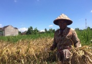 Guru Besar IPB:  Kementan dan petani sukses jaga produksi padi