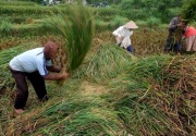 Rencana impor 1,5 juta ton beras, PKS: Program food estate gagal