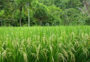 Panen raya, pemerintah diminta tunda impor 1 juta ton beras